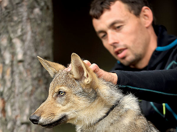 Изображение От хозяина все зависит. Есть сила у хозяина — рядом тоже сила встанет, а коль сам слабеть начал, то и собака добрая жить на подворье не будет. Любая тварь силу уважает. ФОТО SHUTTERSTOCK