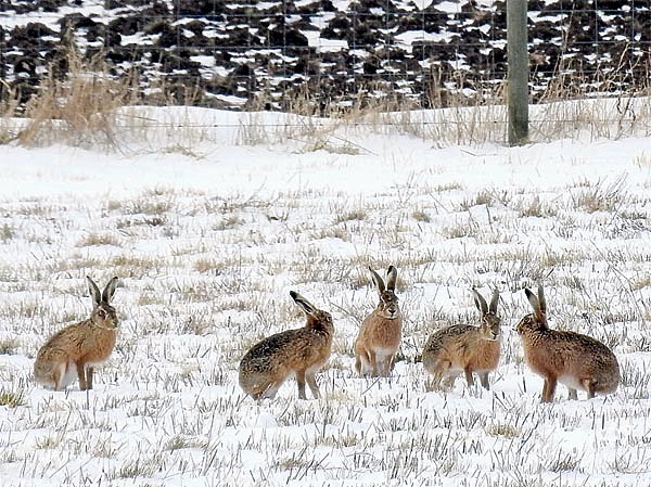 Изображение Во время гона зайцы нередко собираются группами и теряют осторожность. ФОТО SHUTTERSTOCK