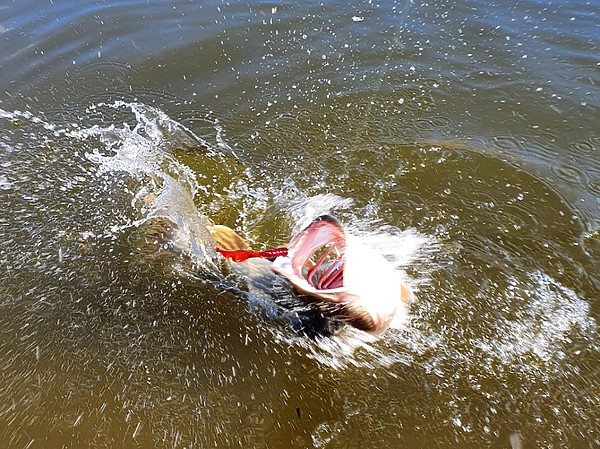 Изображение Щука проснулась, но не для всех. Фото: Коломийца Алексея.