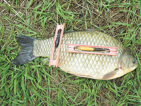 Изображение Фото: Маилкова Анатолия.