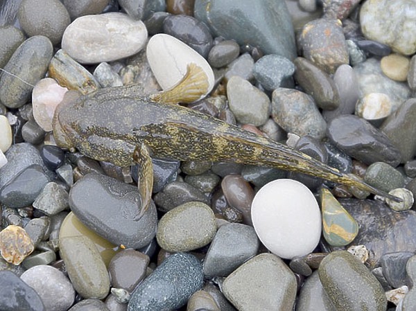 Изображение Фото: Шеляга Геннадия.