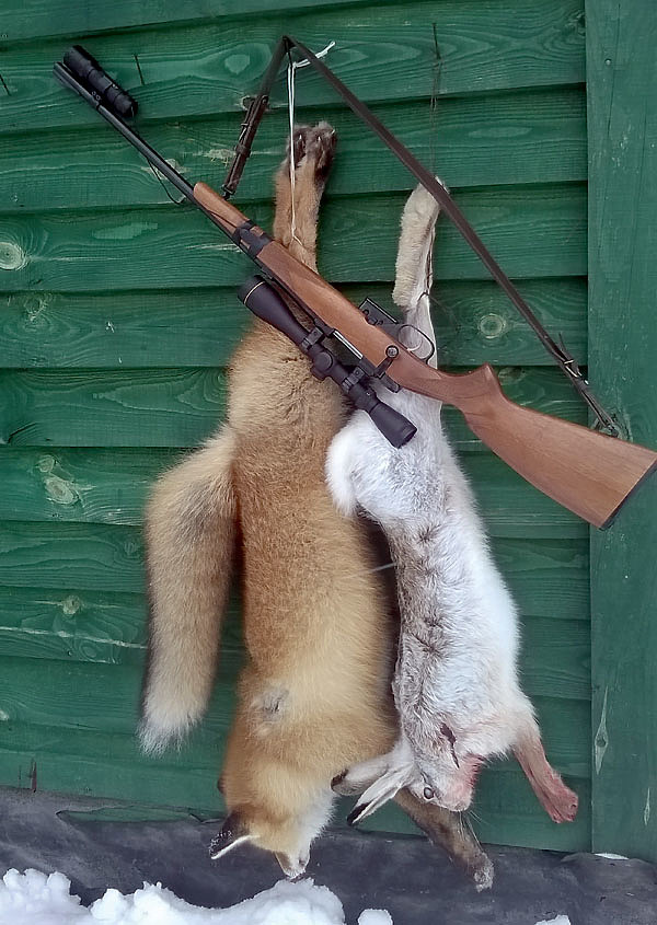 Изображение Сейчас лисья шкура висит у меня на стене как трофей, напоминая об удачной охоте на зайца и лису на моем участке. Фото автора.