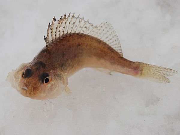 Изображение Жалко такого мучить. Фото: Андрей Яншевский.