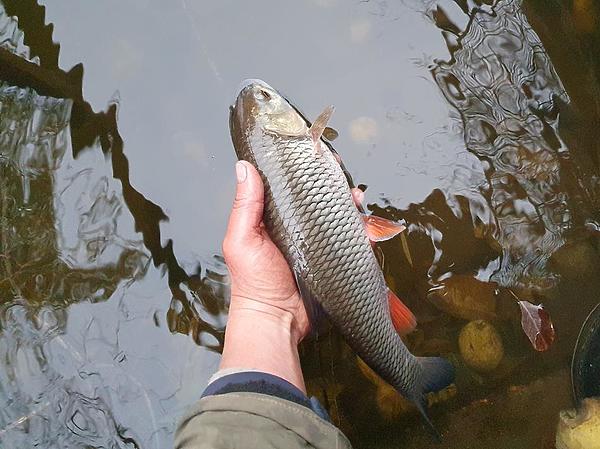 Изображение Красноперый охотник сразу оживит жизнь вашего водоема. Фото: Шеляга Геннадия.