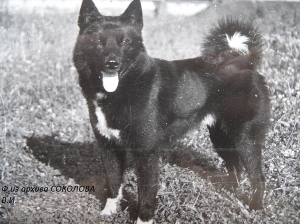 Изображение Черныш р.1973 Бахирева В.Н.от Ночки 2268