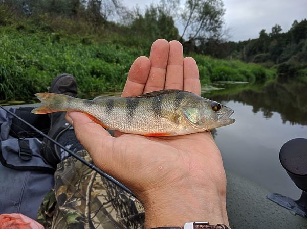 Изображение Средний размер. Фото: Трембицкого Алексея.