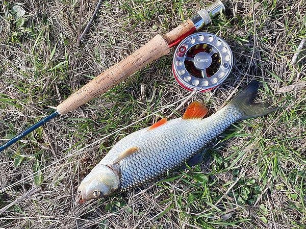 Изображение Этого голавля положили на траву только на несколько секунд. По идеальному цвету рыбы и положению глаз это очень хорошо видно. Фото: Геннадий Шеляг. 