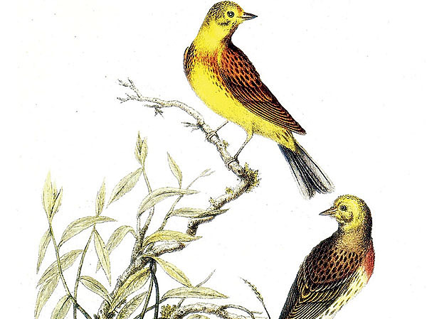 Изображение ИЛЛЮСТРАЦИЯ BIODIVLIBRARY/FLICKR.COM (CC BY 2.0) 