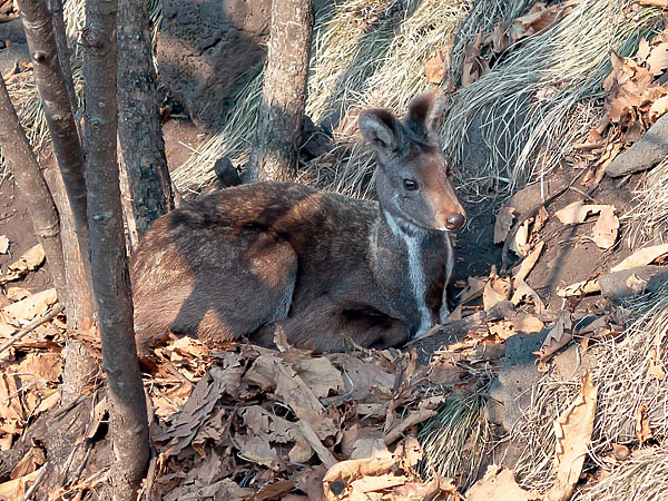 Изображение Промысловая охота, и на кабаргу в частности, — это труд, причем тяжелый и квалифицированный, а если этот труд не оплачивается достойно, то им просто не занимаются. ФОТО: SHUTTERSTOCK