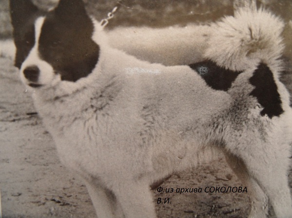 Изображение Чара р.57г. Вл.Уткин Н.И. Вывезена из Ленинграда