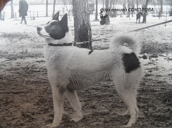 Изображение Белка 2287 р.1972 Потешина В.И.от ч.Ласки 1334.