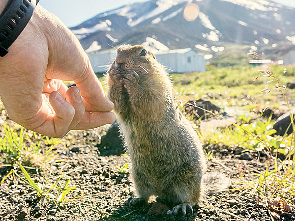 Изображение Животный мир Камчатки разнообразен, зверь почти не боится человека. Фото: Журавкова Антона.