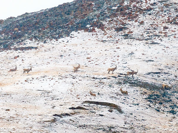 Изображение Наконец-то козероги найдены. ФОТО SHUTTERSTOCK