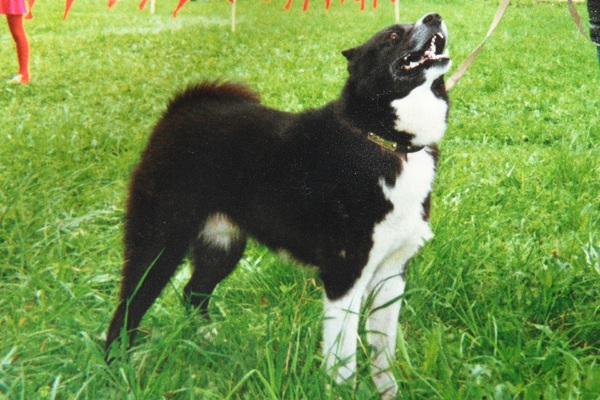 Изображение Мишка 7711/98