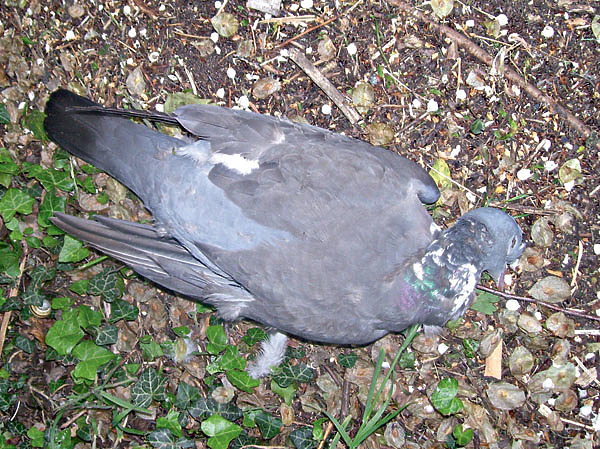 Изображение Кубанские природоохранители подали в полицию заявление о нарушении федеральных законов. В итоге обвинения попали под действие статьи 249 УК РФ «Нарушение правил, установленных для борьбы с болезнями и вредителями растений, повлекшее по неосторожности тяжкие последствия». ФОТО DUNNOCK_D/FLICKR.COM (CC BY-NC 2.0)
 