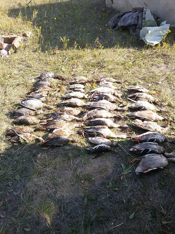 Изображение фото: Алексея Стефановича 