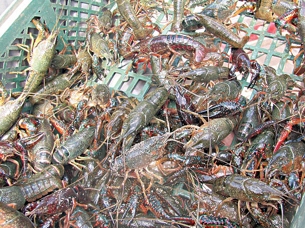 Изображение Ракообразные также в большом количестве добываются в нильских водах. Фото: Владимир Супруненко.