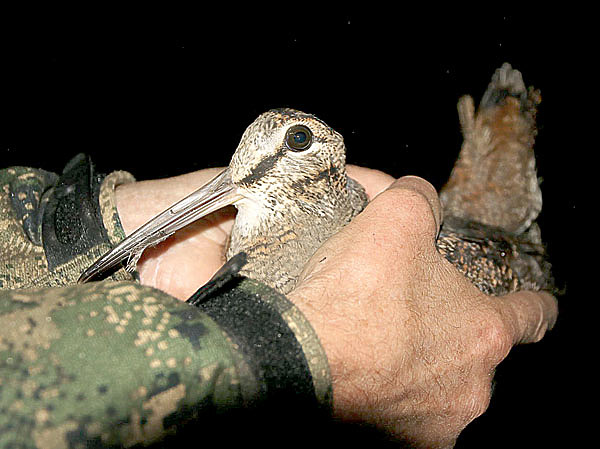 Изображение ФОТО SHUTTERSTOCK 