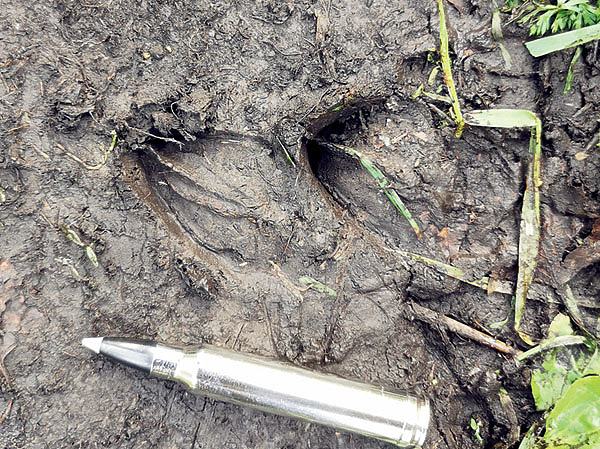 Изображение Следы двух гонных косуль в дорожной грязи. Фото автора.