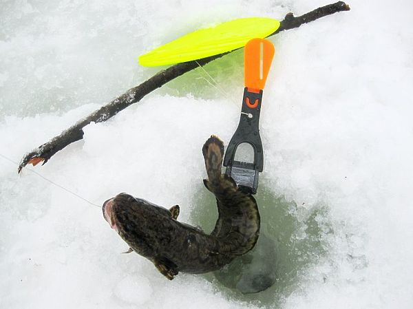 Изображение Фото: Александр Токарев.