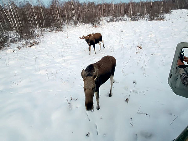 Изображение Звери словно чуют, что им ничего не угрожает, и охотно позируют на камеру. Фото автора.