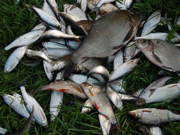 Изображение Фото: Яншевского Андрея.