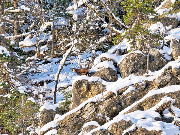 Изображение Вот она, идеальная позиция животного для выстрела. Фото автора.