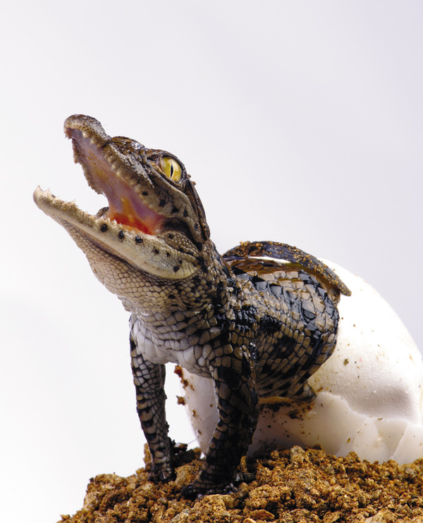 Изображение Трудно представить, что такое огромное чудовище, как солоноводный крокодил, или соляник, появляется на свет из маленького яйца. 