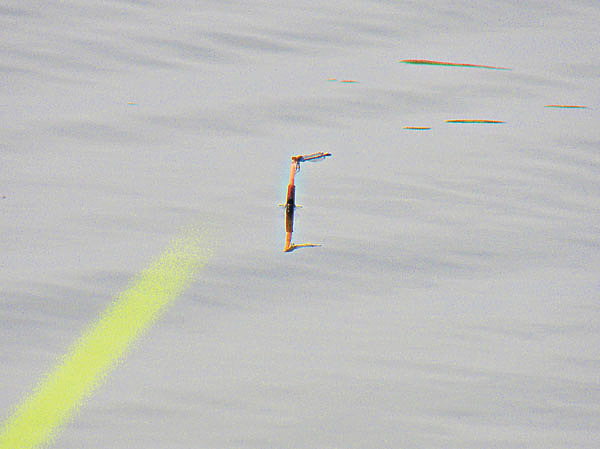 Изображение Фото: Анатолий Маилков.