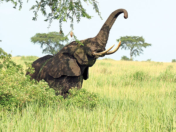 В день слон потребляет около 300 кг листьев и травы. ФОТО CHARLES J. SHARP/WIKIMEDIA.ORG (CC BY-SA 4.0) 