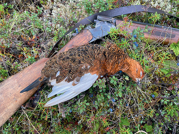 Изображение Одна из добытых белых куропаток. Фото автора. 