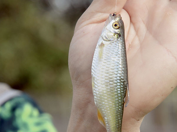 Изображение Фото: Шеляга Геннадия.