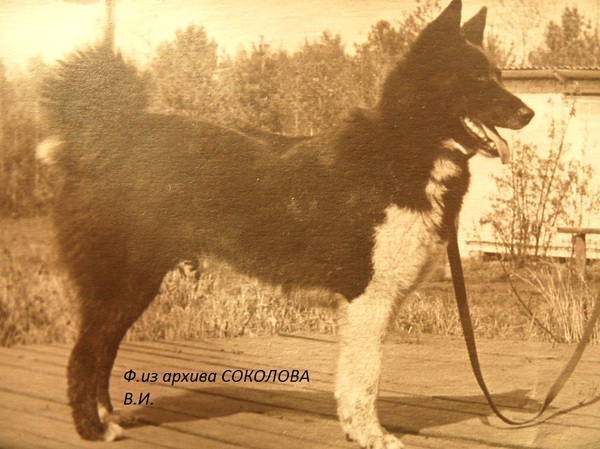 Изображение Чара р.71 от Аксая Копейкина и Сайды 1257.Вл.Новиков А.Ф.