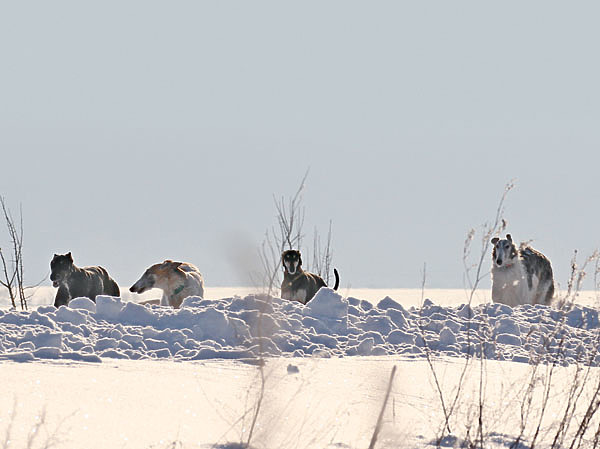 Изображение Что такое псовая охота, борзые, борзятники? Почему их постоянно тянет в поля, а борзые поселяются в домах на всю жизнь? Почему спасали, выкупали, восстанавливали породу, несмотря ни на что, после революций и войн? Это только почувствовать и прочувствовать можно. Как предметы искусства, картины, книги. ФОТО АННЫ ШУБКИНОЙ