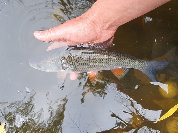 Изображение Самое приятное – это отпускать пойманную рыбу на свободу! Фото: Геннадий Шеляг.