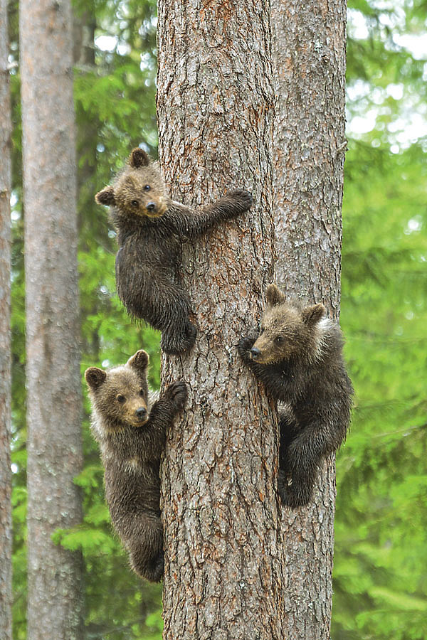Изображение Косолапики при любой опасности по команде матери мгновенно взлетают на сосну; взрослые медведи, как правило, на деревья высоко не лазают. Фото автора.