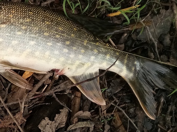 Изображение Анальное отверстие попало на зуб. Совсем недавно этой килограммовой щукой хотела закусить ее более крупная родня. Фото: Евгений Кузнецов.