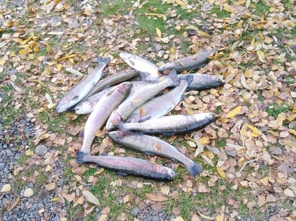 Изображение Фото: ВНИИПРХ.