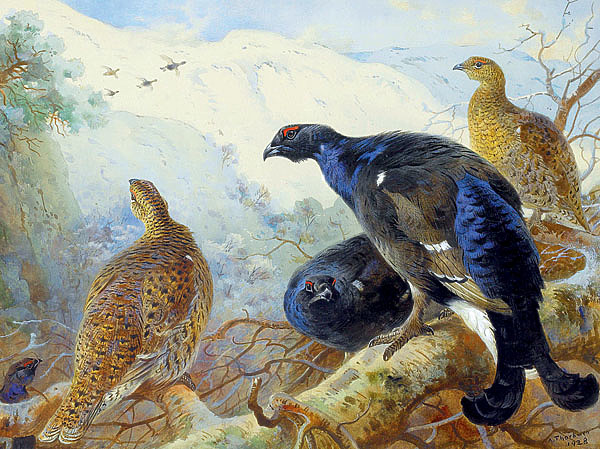 Изображение ФОТО BIODIVLIBRARY/FLICKR.COM (CC BY 2.0)