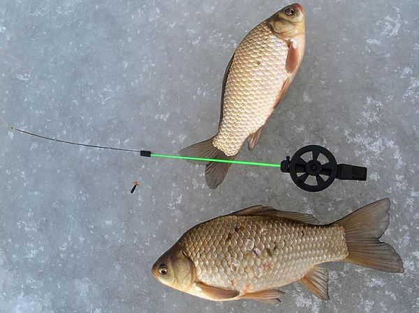 Изображение Фото: Алексей Коломиец.