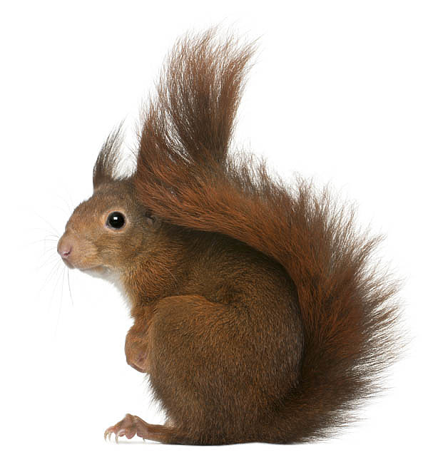 Изображение фото: Fotolia.com