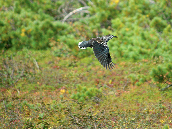 Изображение Кедровка над горной тундрой. Фото автора.