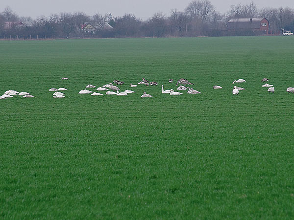 Изображение Лебеди и гуси на поле озимых. Фото автора.