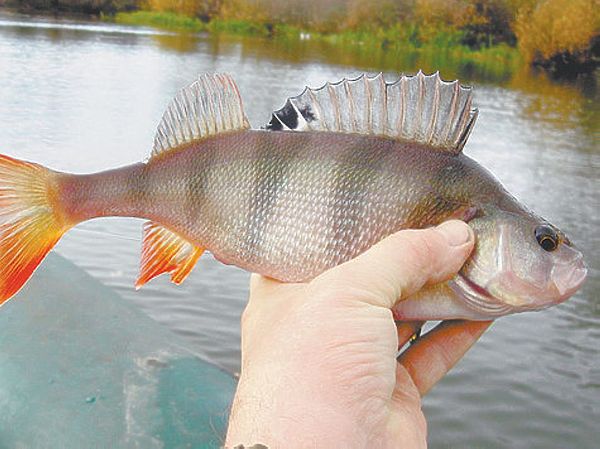 Изображение Фото: Токарева Александра.
