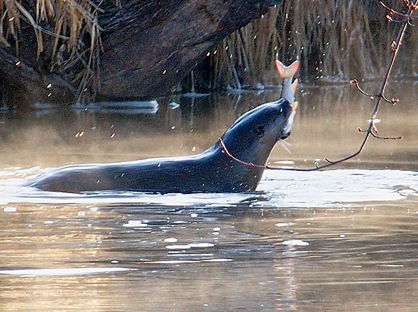 Изображение На весенней реке немало и других охотников до рыбы. Фото: RAMENDAN/FLICKR.COM (CC BY-ND 2.0)