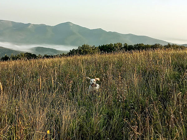Изображение В высокой траве работа легавой значительно усложняется, а перепела сильно таятся. фото Сергея МАТВЕЕВА 