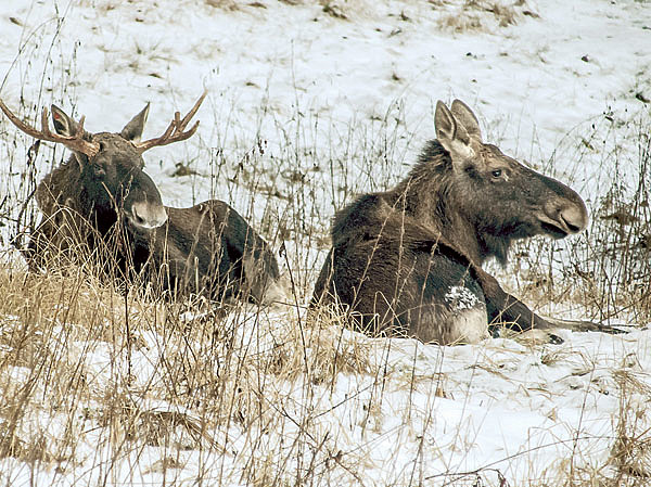 Изображение Снежная и ветреная погода облегчает охотнику подход к отдыхающему зверю. ФОТО SHUTTERSTOCK