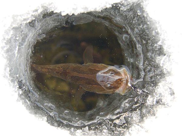 Изображение На мормышку с салом. Фото: Андрей Яншевский.