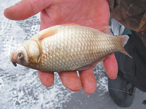 Изображение Фото: Маилкова Анатолия.