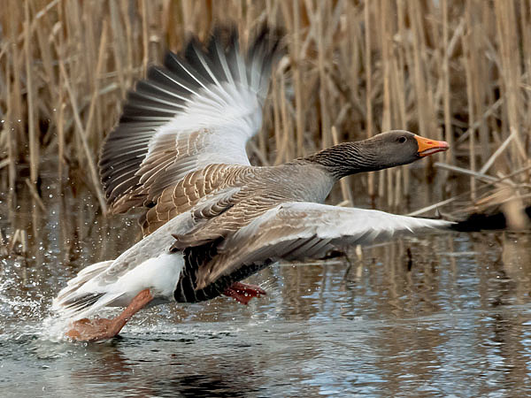 Изображение Серый гусь самый крупный, и поэтому, самый желанный. ФОТО PIXABAY 